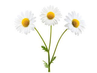 chamomile or daisies isolated on transparent background with clipping path. Set or collection.
