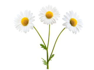 chamomile or daisies isolated on transparent background with clipping path. Set or collection.
