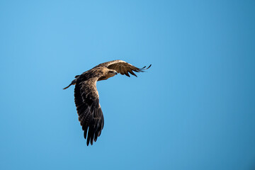 African Birds