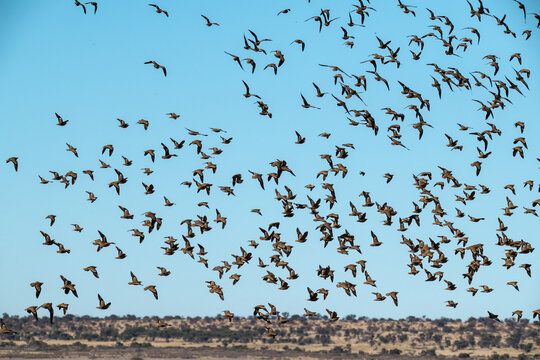 African bird in BWA