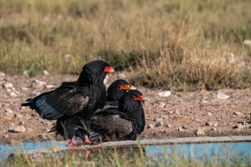African bird in BWA