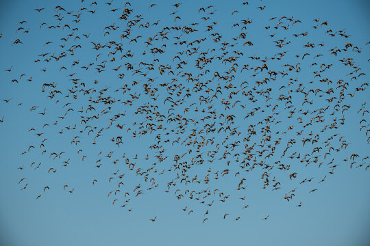 African bird in BWA