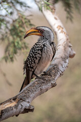 African Birds