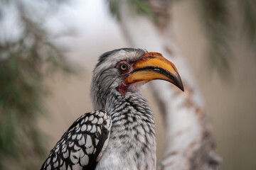 African Birds