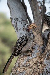 African Birds