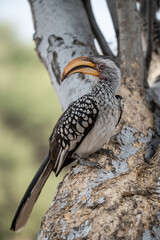 African Birds