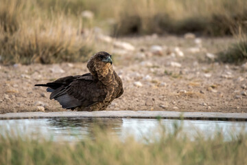 African Birds