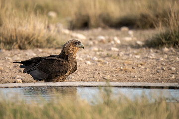 African Birds