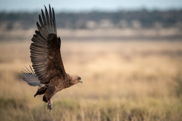 African Birds