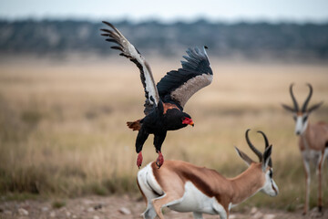 African Birds © Davide Antoniani