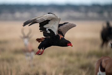 African Birds
