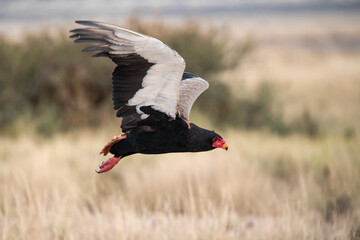 African Birds