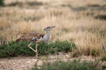 African Birds