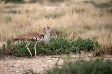 African Birds