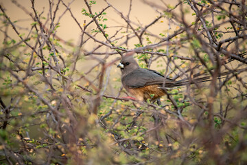 African Birds