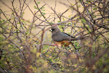 Fototapeta premium African Birds