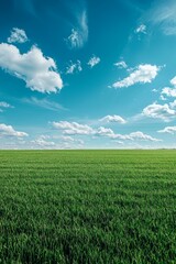 Obraz premium A well-trimmed green grass field with blue sky 