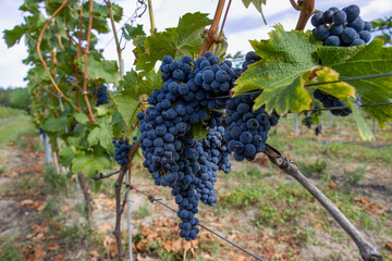 Fototapeta premium Regent grapes hanging on a vine.