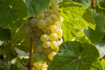 Seyval Blanc grapes hanging on a vine.