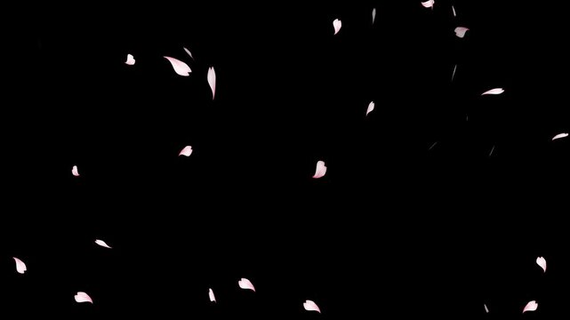 cherry blossom particle animation, Cherry blossom realistic petals falling 2 clip.
overlay sakura flower black background, cherry blossom animated background with black background,