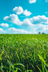 Fototapeta premium A well-trimmed green grass field with blue sky 