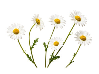 chamomile or daisies isolated on transparent background with clipping path. Set or collection.  © Linggakun