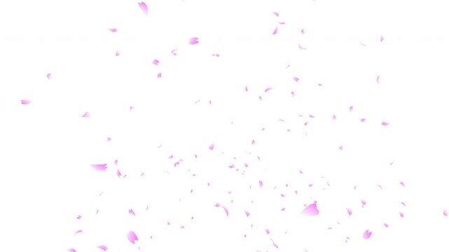 Pink cherry petals falling and flying away on white background. Abstract background with a scene of Spring time in Japan.
