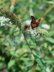 Butterflies in a flower garden.
