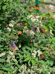 Butterflies in a flower garden.