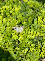 Butterflies in a flower garden.