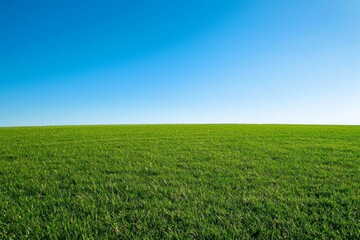 Obraz premium A well-trimmed green grass field with blue sky 