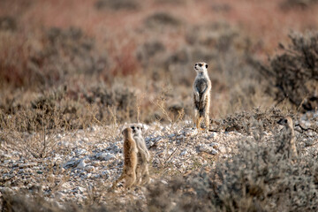 Suricate in BWA