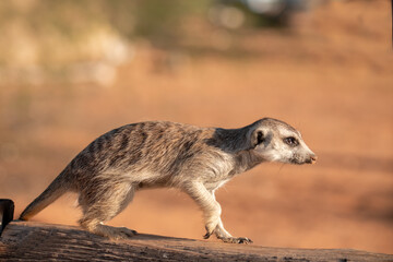 Suricate in BWA