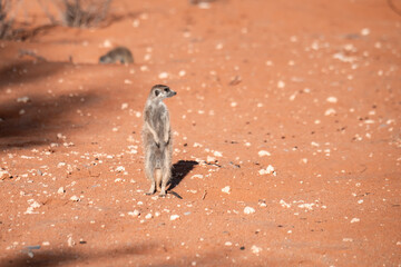 Suricate in BWA