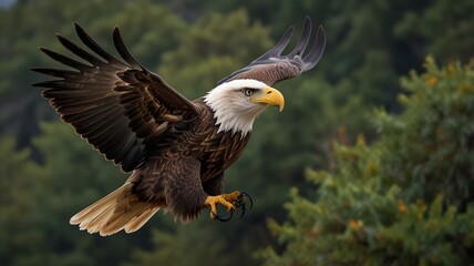 Fototapeta premium An eagle with sharp claws flies over a tree.