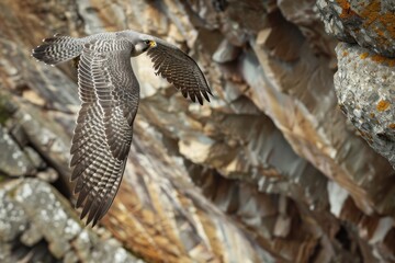 A striking image of a peregrine falcon soaring high above a rocky cliff.