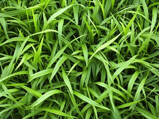 Green Grass Blades