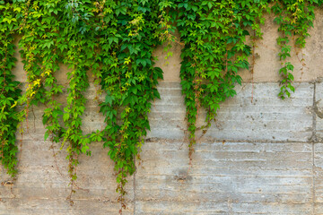 wall covered in green vines