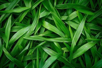Fototapeta premium Green Leaves Texture