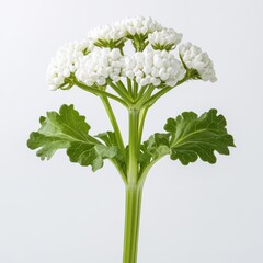Detailed realistic HD of  arrowroot in full bloom