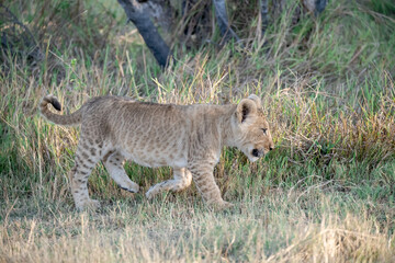 Lions in BWA