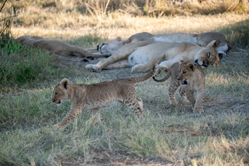 Lions in BWA