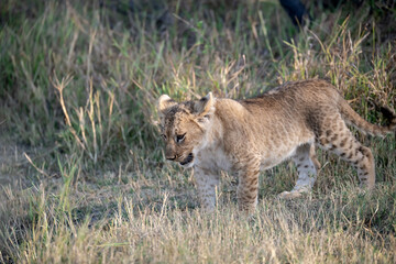 Lions in BWA
