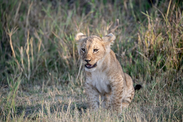 Lions in BWA