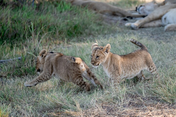 Lions in BWA