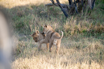 Lions in BWA