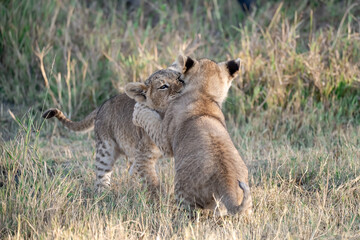 Lions in BWA