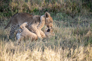 Lions in BWA