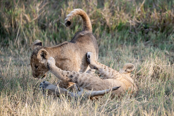 Lions in BWA