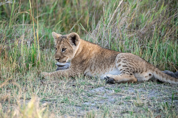Lions in BWA